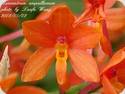 Ascocentrum ampullaceum aurantiacum